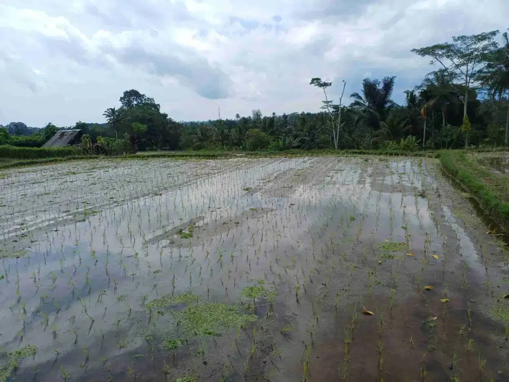 tanah murah di tegallalang ubud