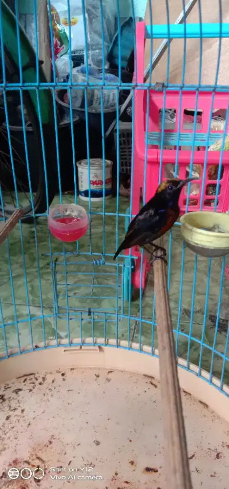 jual burung kolibri ninja dada coklat jantan bunyi