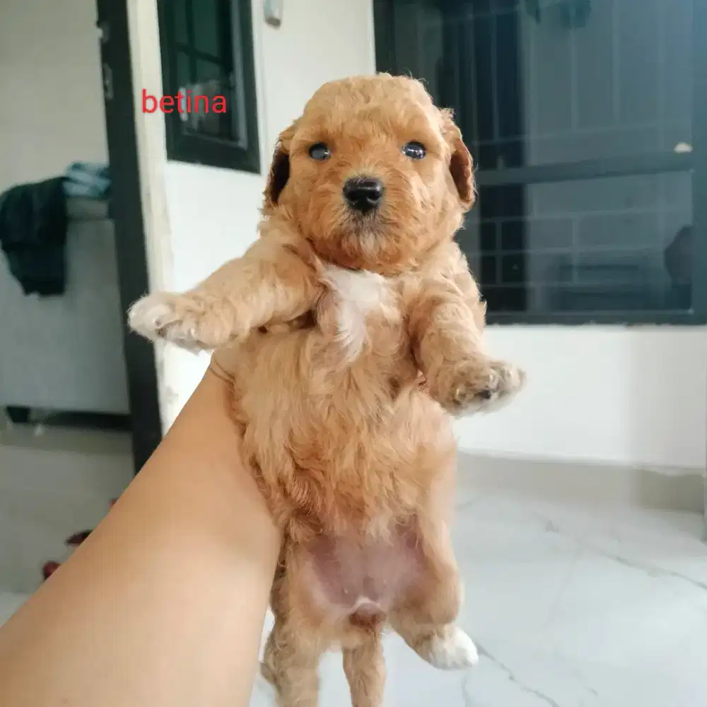 Minat bisa lgsg cek ea