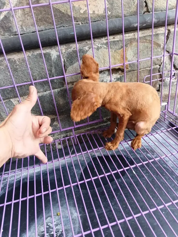Jual Anjing Pudel Jantan