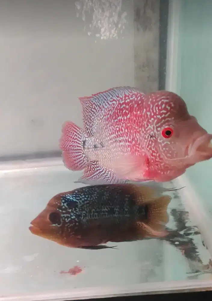 Jual Louhan Chencu Sepasang