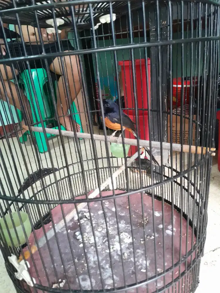 Burung murai burja