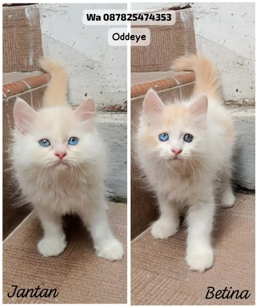 Kucing persia oddeye