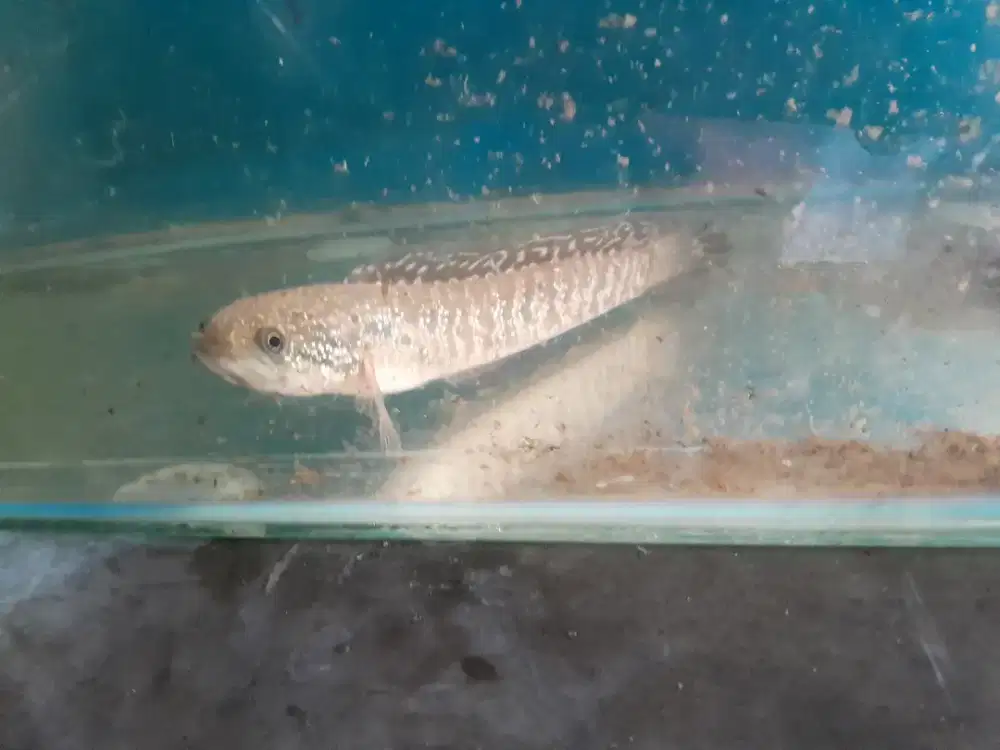 Chana asiatika kalimaya