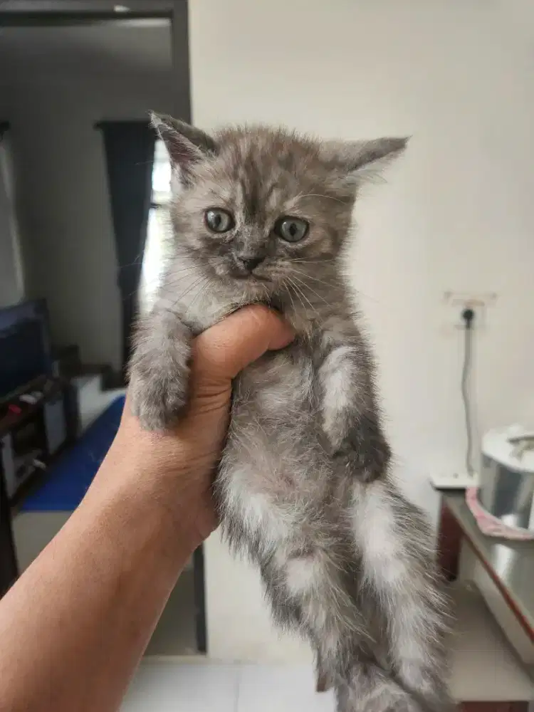 Kucing mix indukan persia munchkin