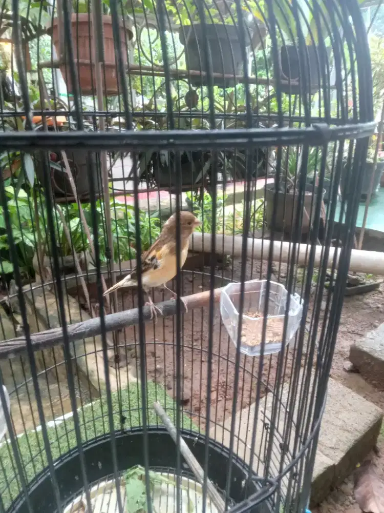 KENARI PAUD JAMINAN JANTAN