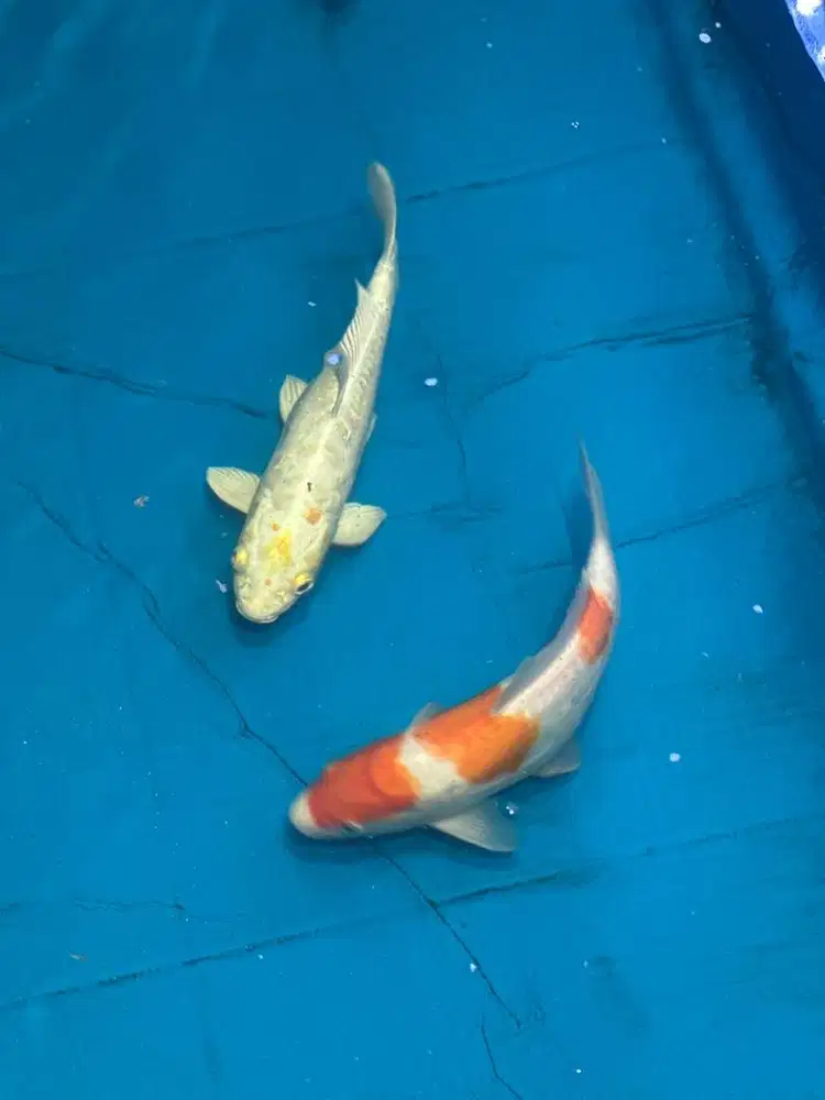 IKAN KOI KOHAKU, PLATINUM OGON , MATSUBA