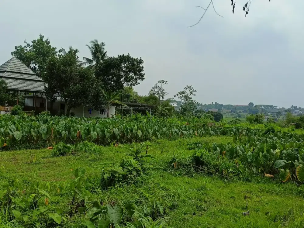 Kavling Strategis 12 Menit IPB Dramaga Diskon 15jt