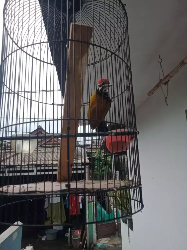 pelatuk bawang jantan rajin