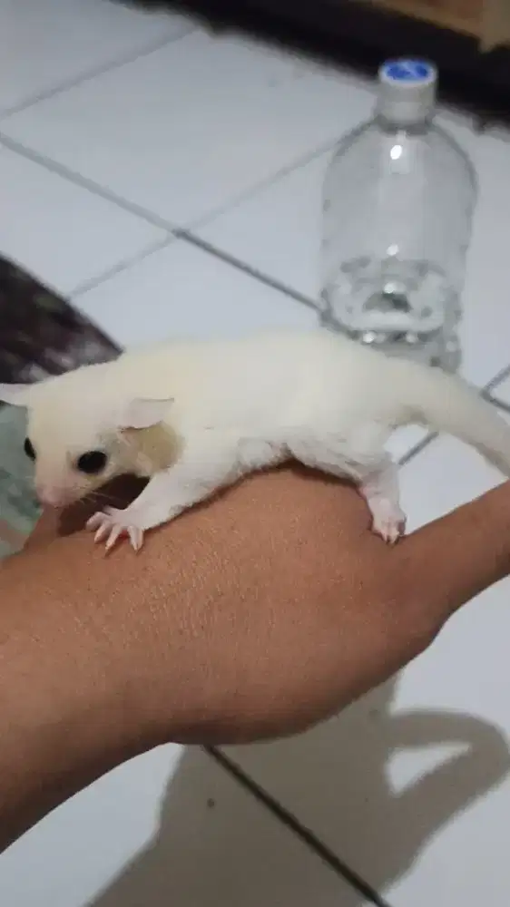 Sugar gliders Joey leucistic