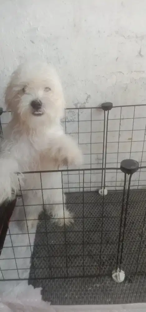 Anakan Maltese jantan 6 bulan