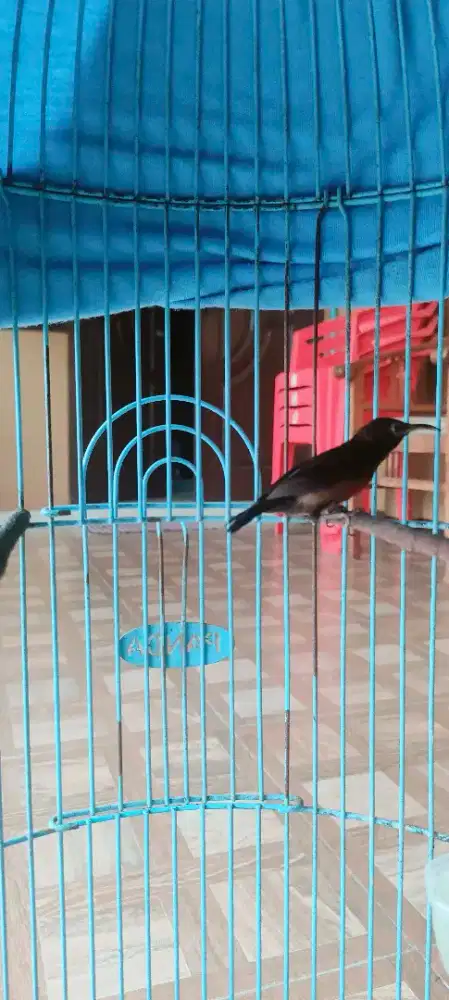 Konin dada merah gacor buat masterin murai