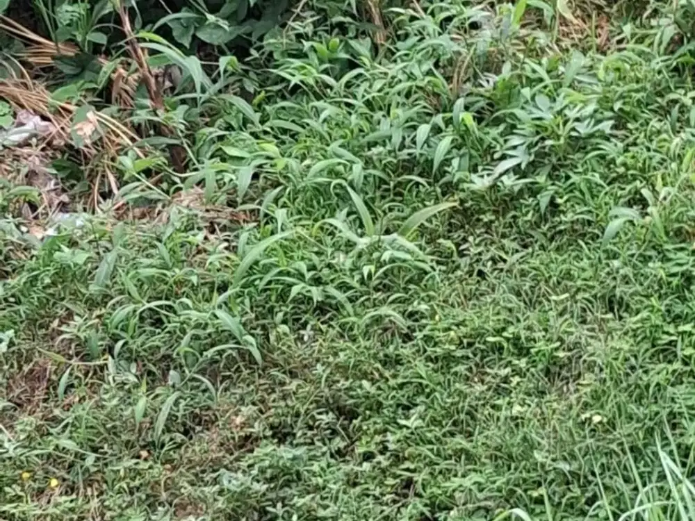 Dijual Tanah Siap Bangun Hook Lokasi Strategis di Sayap Pasteur Bandung