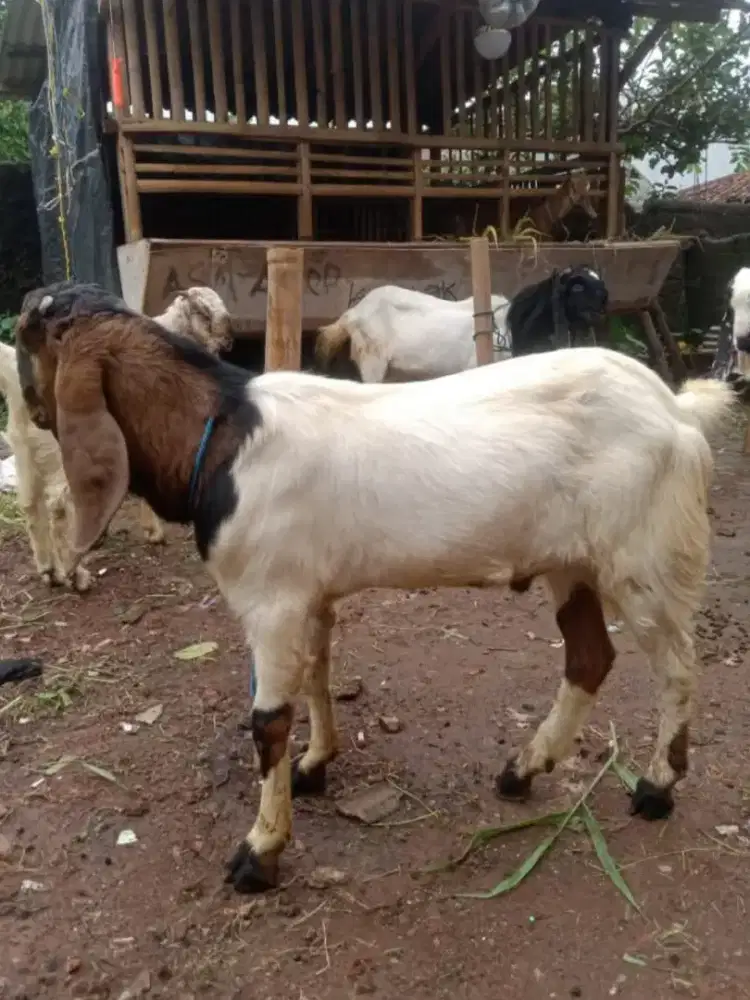 kambing jawa randu