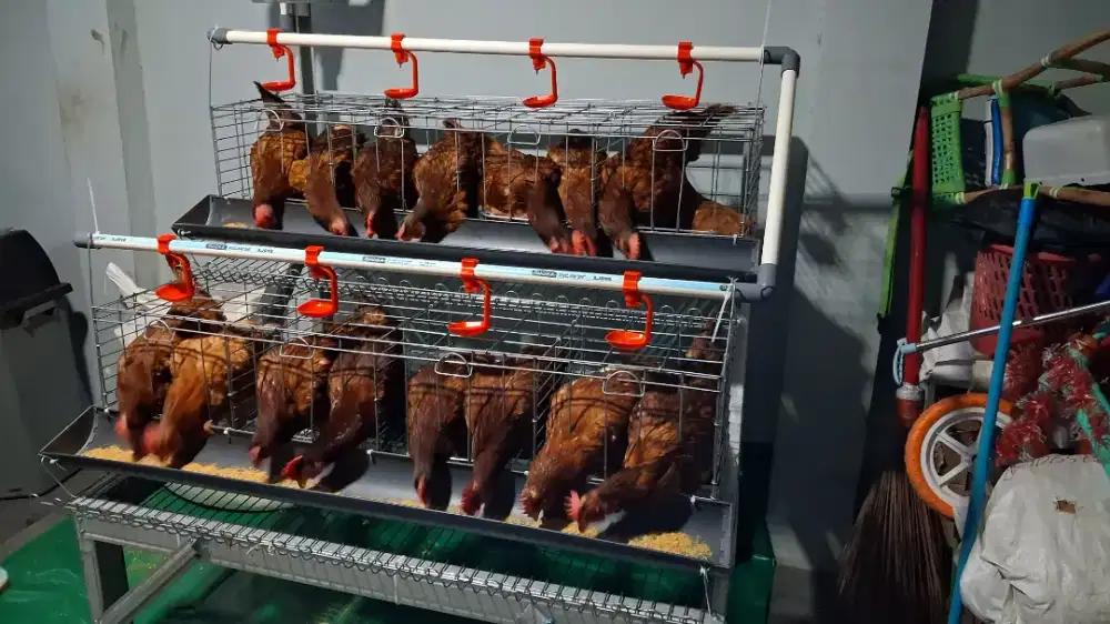 Ayam Petelur 6 Ekor Dan Kandang Full Acsesoris