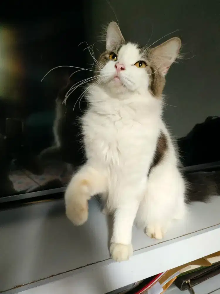 Kucing Maincoon Mix Jantan