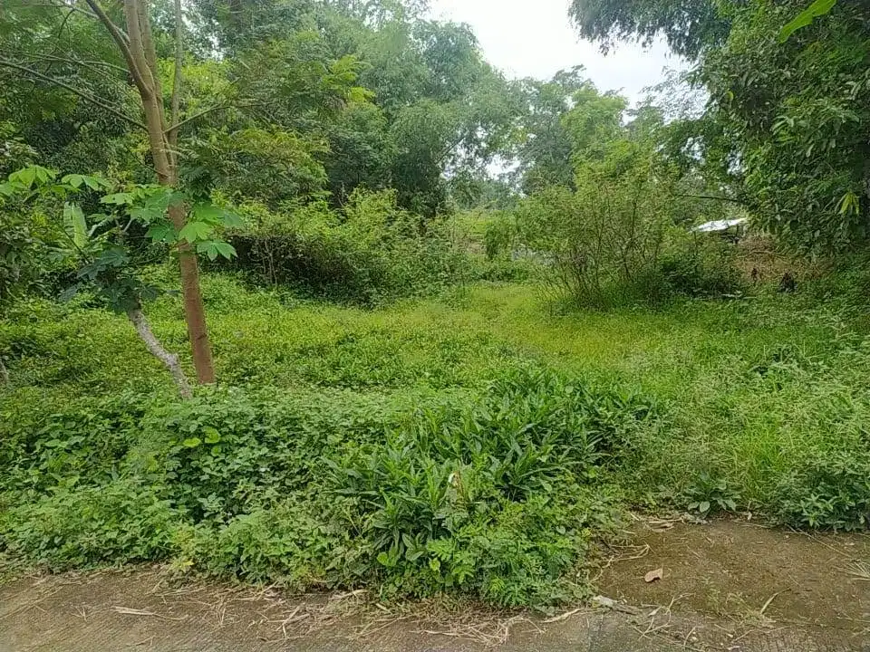 JUAL TANAH PACET 603M SUMBERKEMBAR DEKAT SUMBER AIR