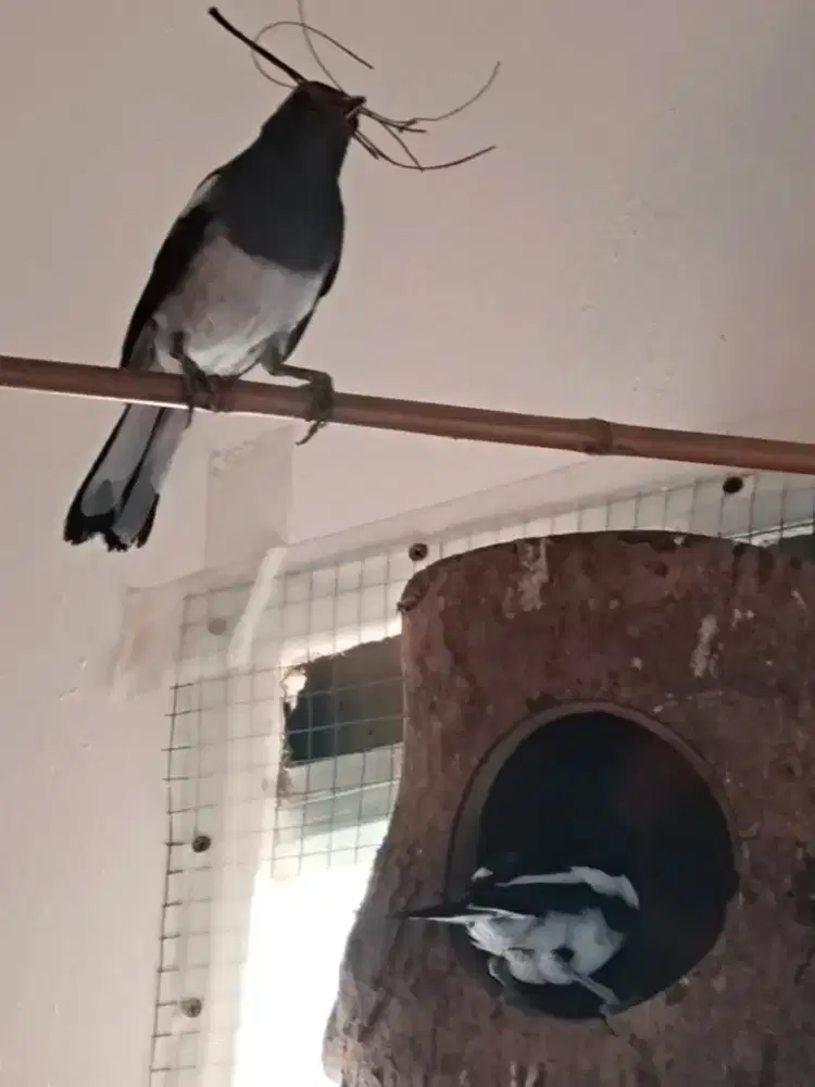 Sepasang burung hitam putih 2 x produksi bater muray gacor