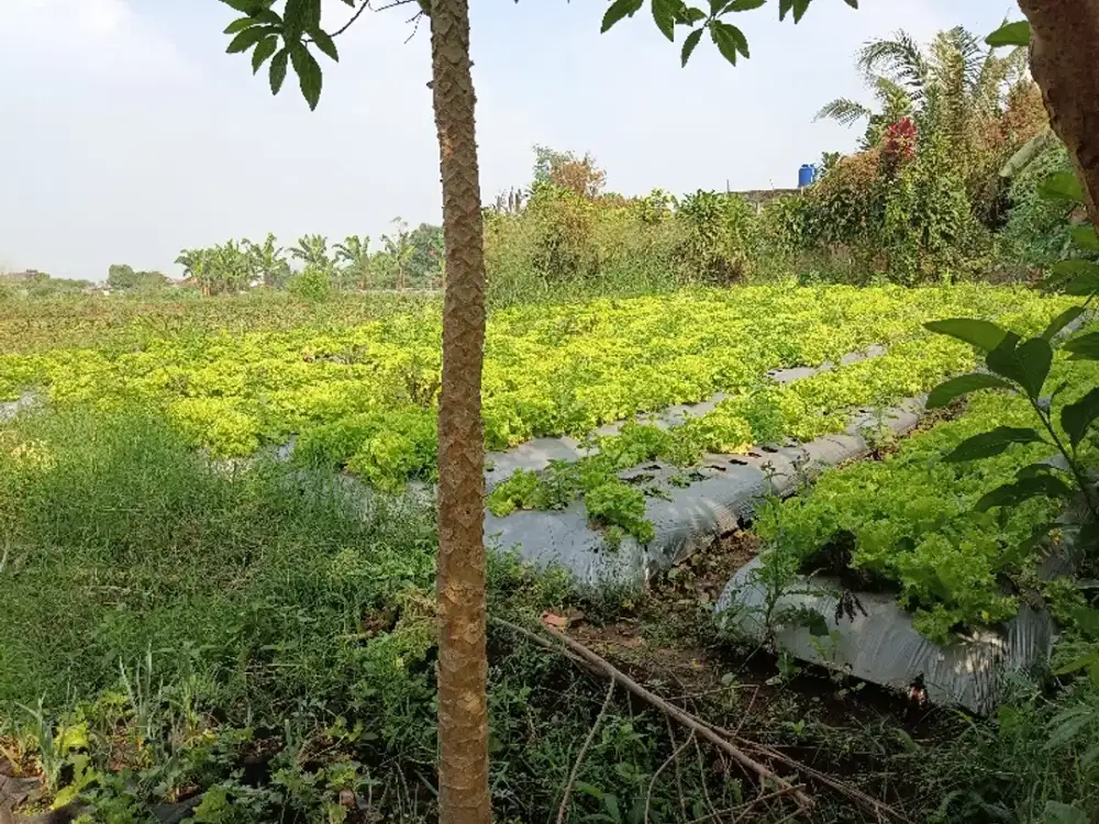 Tnh di Sukamulya Endah (blkg perum. Setiabudi Regency)