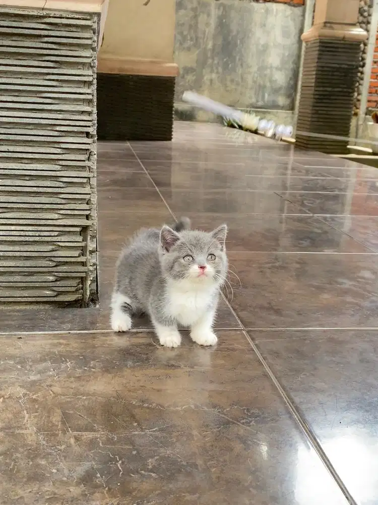 Kucing kitten munchkin british shorthair bsh
