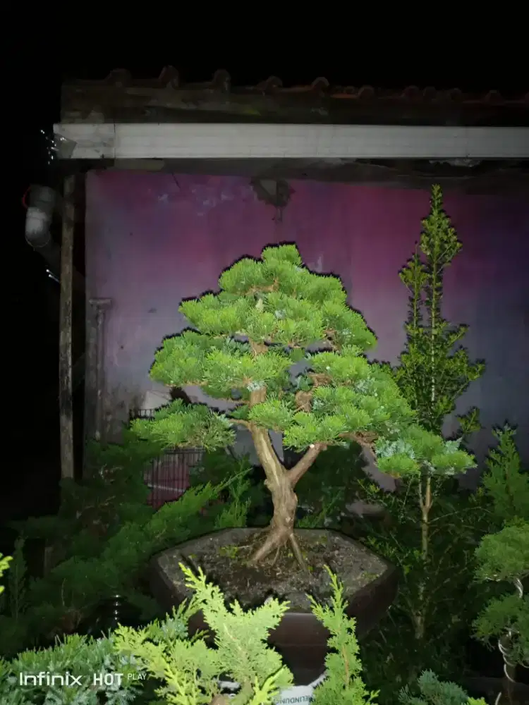 Bonsai Formal Cemara Sinensis jumbo