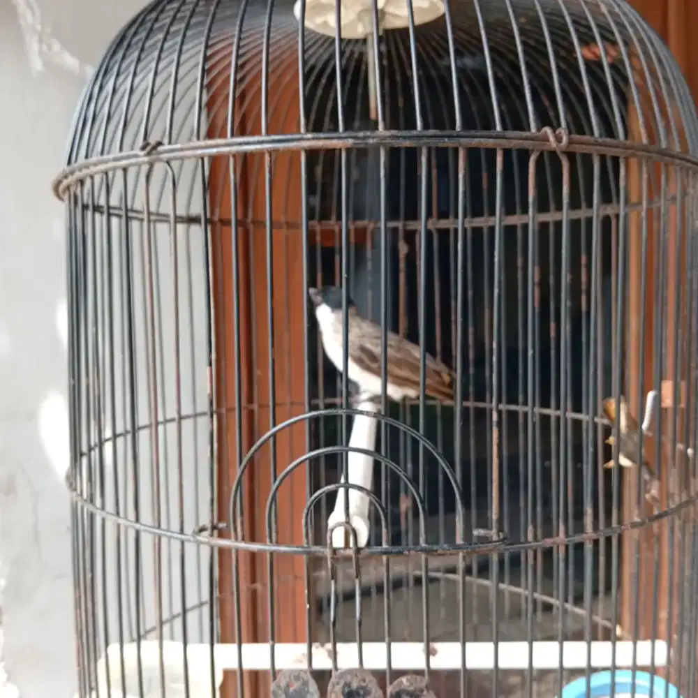 Burung kutilang / gentilang