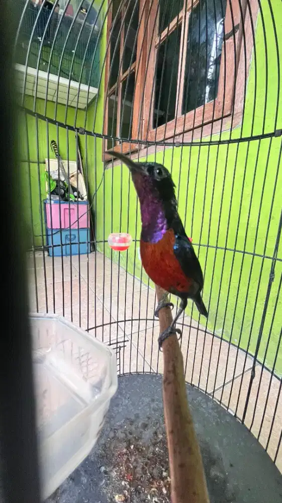 Burung Kolibri ninja