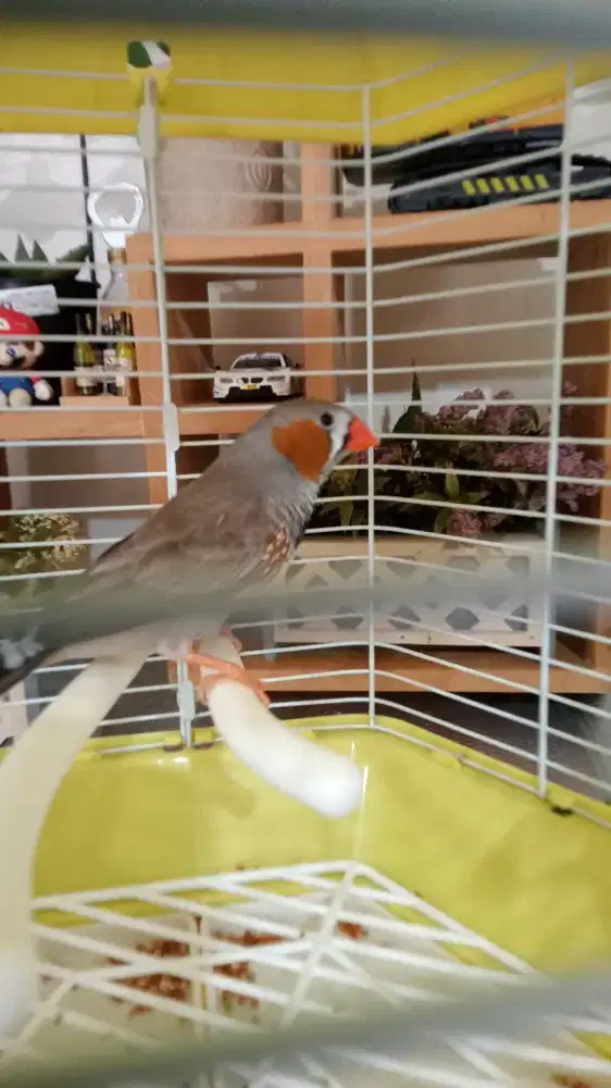 Dijual Burung Zebra Finch Medium