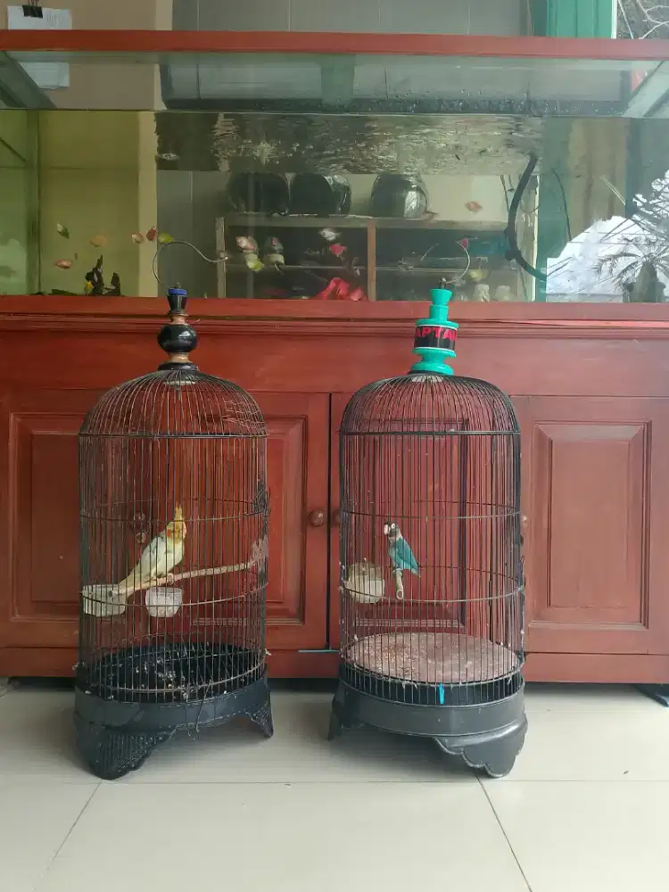 Falk, love bird & marmut