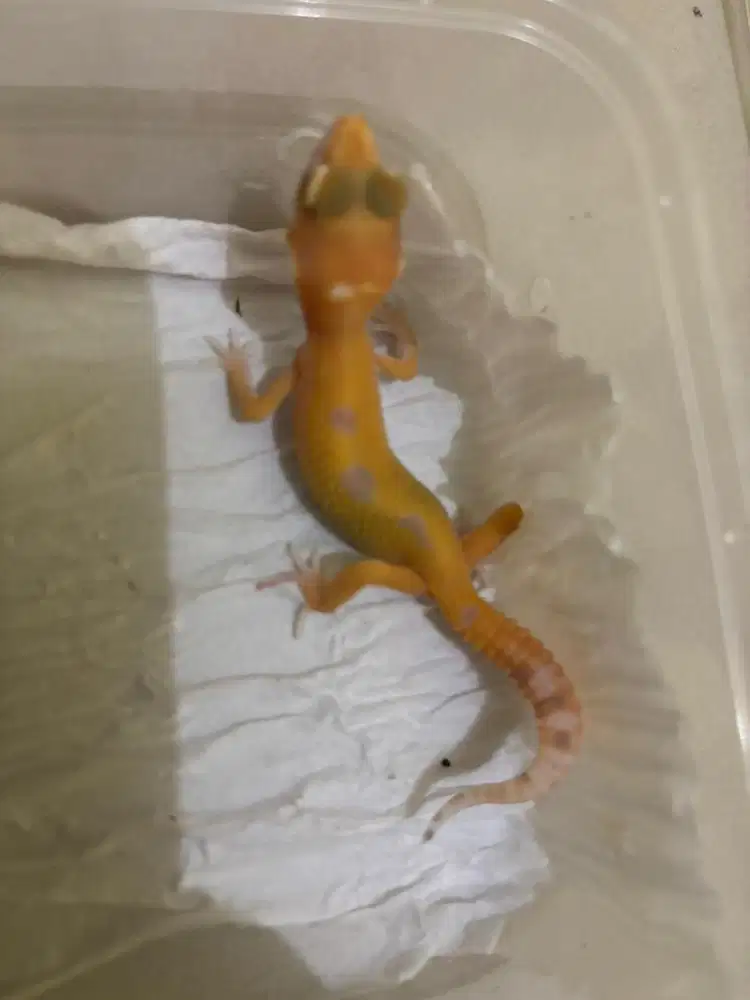 leopard gecko cerah