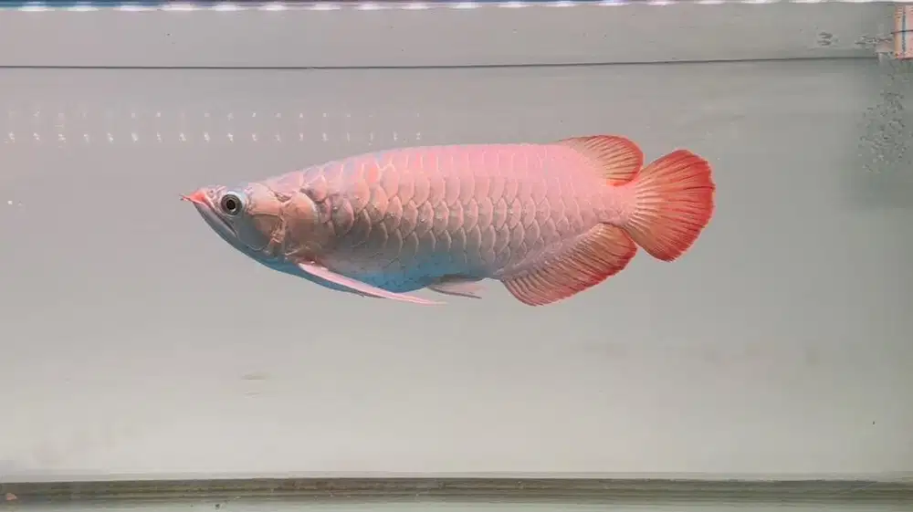 Ikan Arwana SR Super Red 35cm