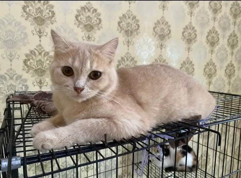 kucing BSH mix..