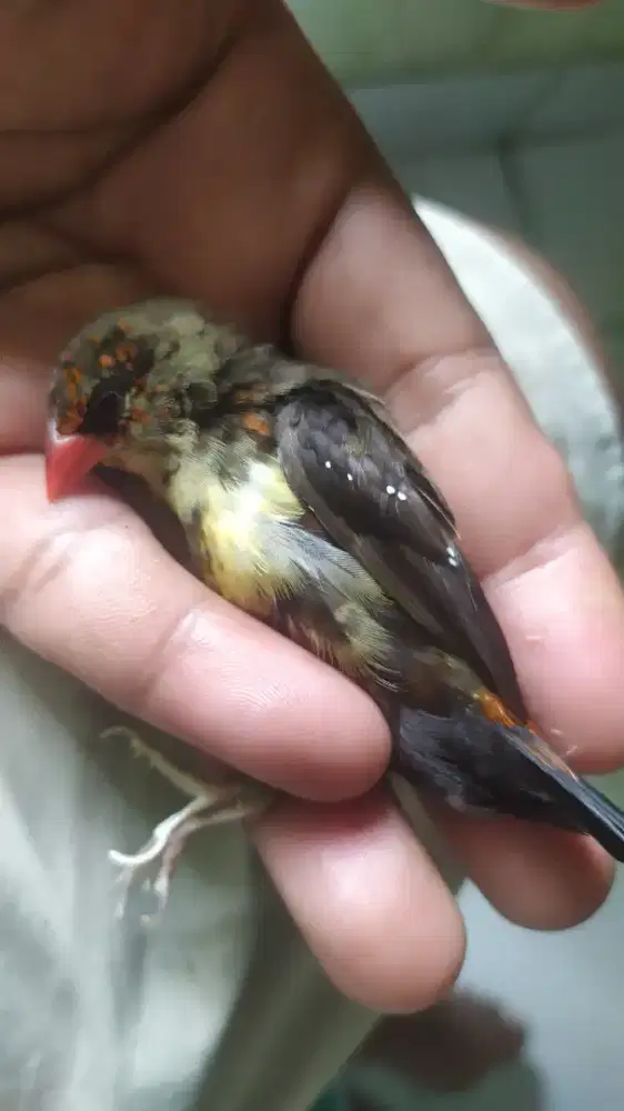 Burung strawberry Finch jantan trotol