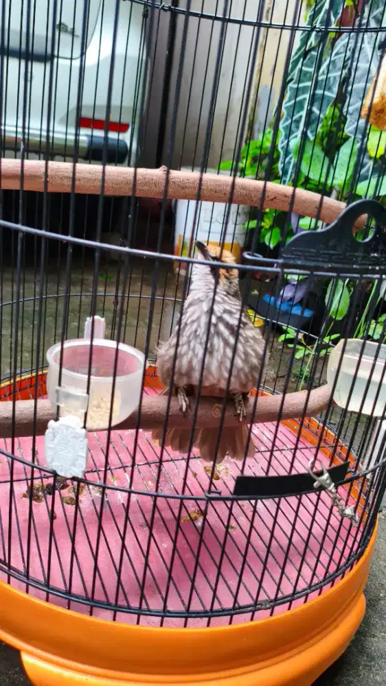 JUAL BURUNG CUCAK RAWA CUCAK ROWO GACOR ATAS BAWAH