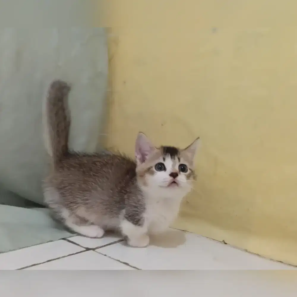 Bsh munckhin kaki cebol jantan usia 2bulan