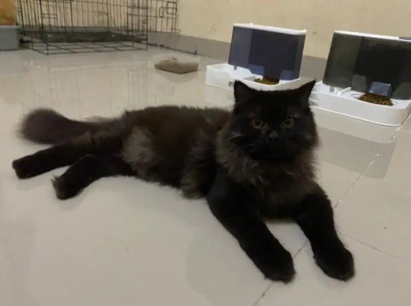 Kucing mainecoon x bsh