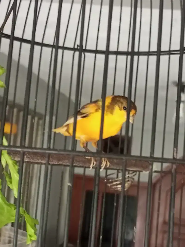 Kenari AF Gacor Warna Cerah Khusus