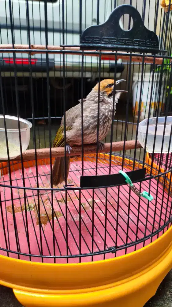 JUAL BURUNG CUCAK ROWO / CUCAK RAWA
