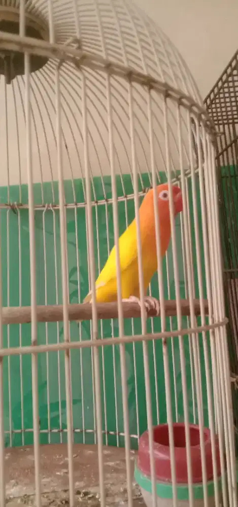Jual Lovebird lutino mata merah prediksi jantan Supit urange mepet