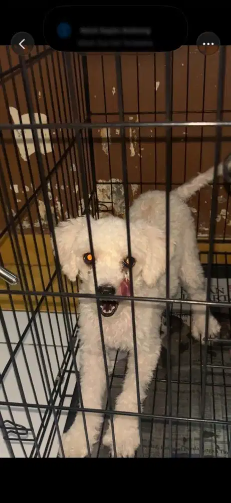 Lepas Adop Poodle Betina Umur 1 Tahun 2 Bulan