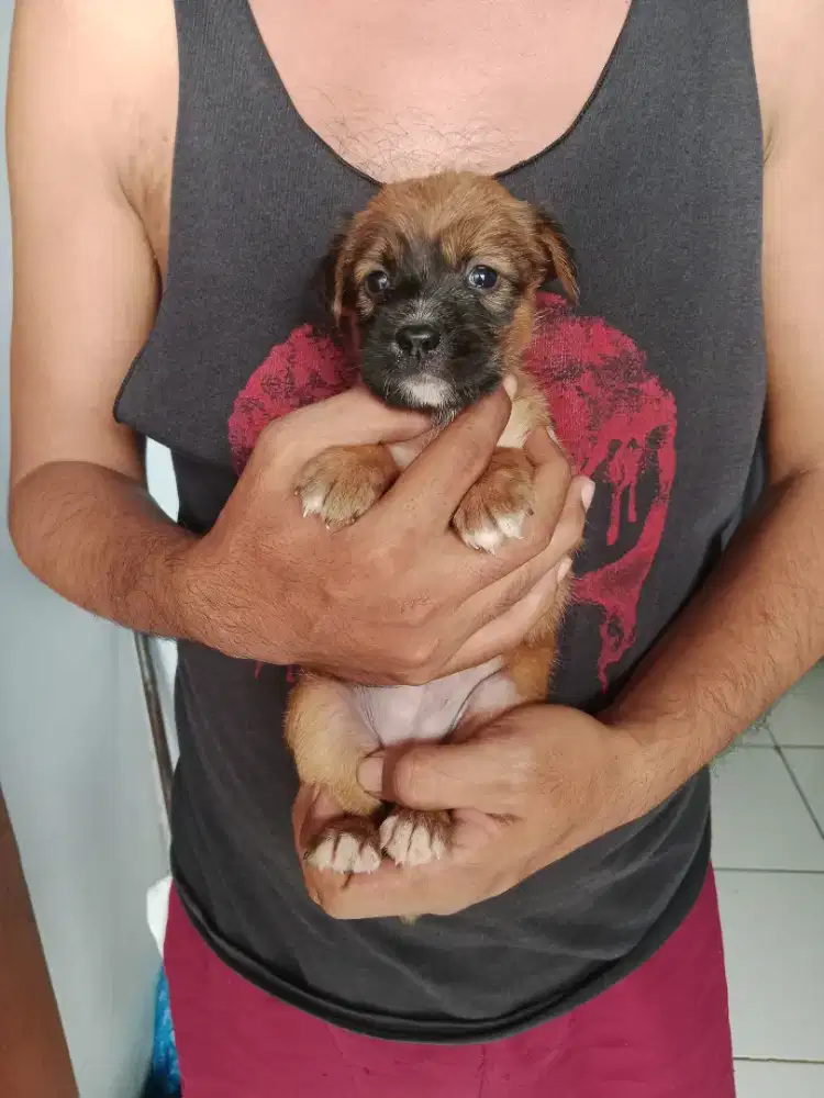 Pitbull mix kintamani