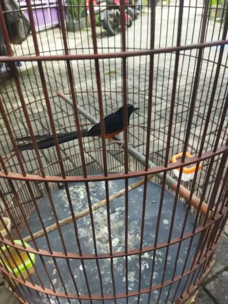 burung murai batu jantan