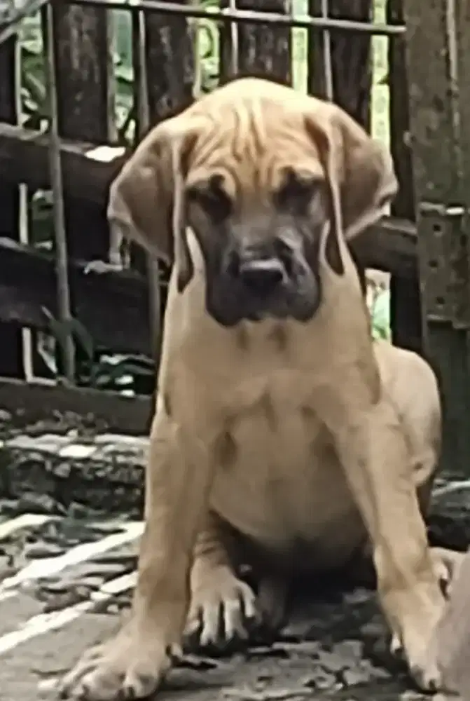 Greatdane fawn... scooby doo