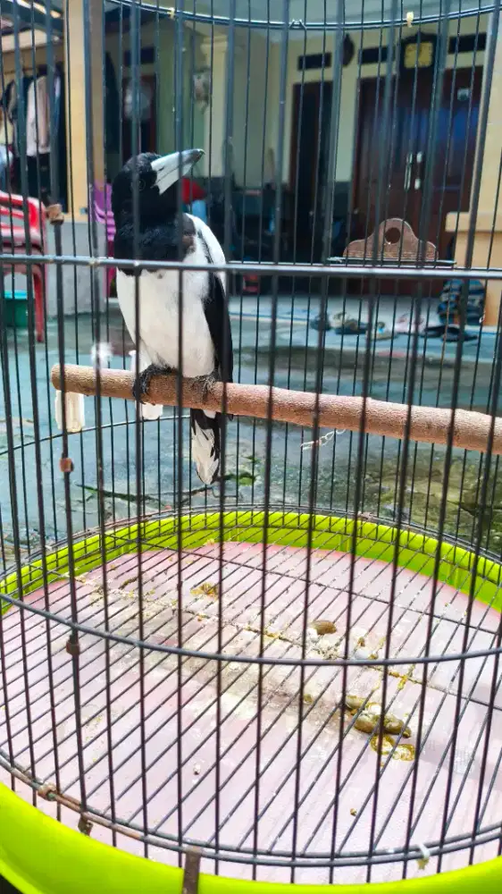 JUAL BURUNG JAGAL PAPUA GACOR ENDEMIK KICAU