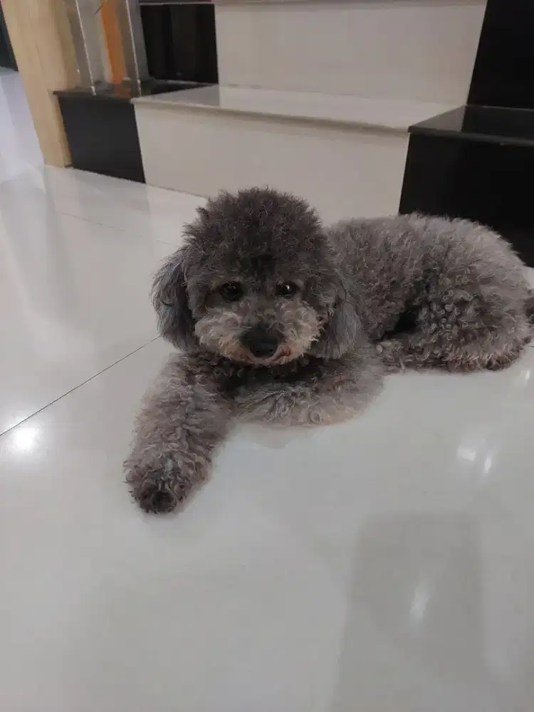 Poodle silver betina