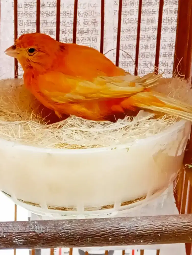 Kenari betina siap warna orange vector