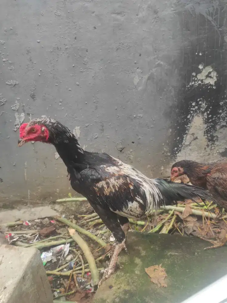 ayam Bangkok sepasang