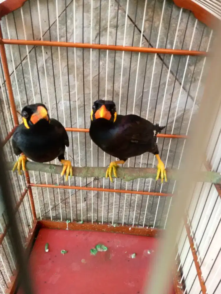 Burung masih anakan paud