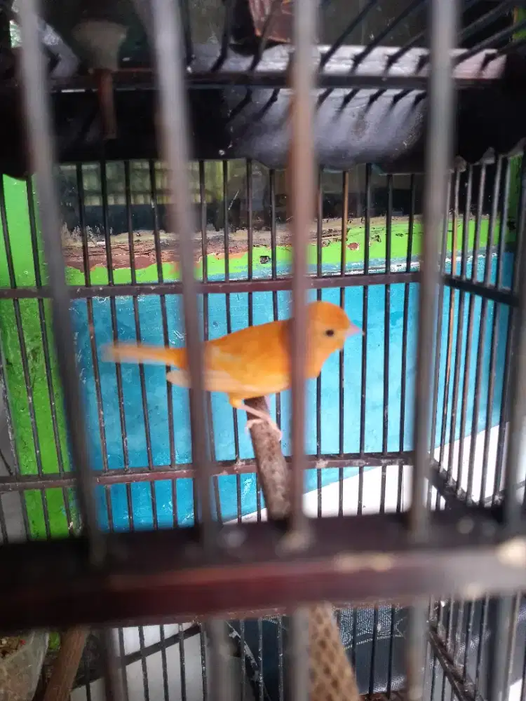 Kenari fullset gacor merlok bisa dikirim