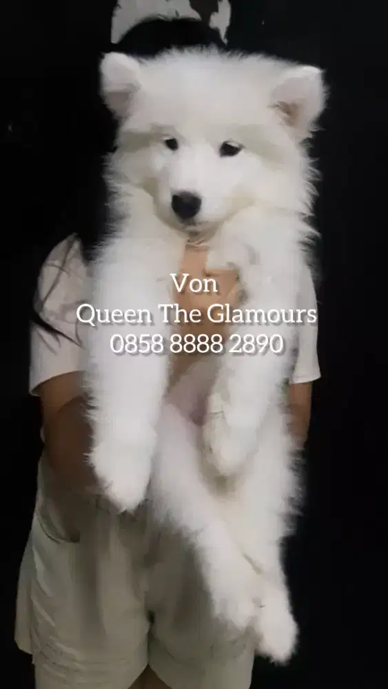 anak anjing samoyed puppy samoyed samoyed puppy